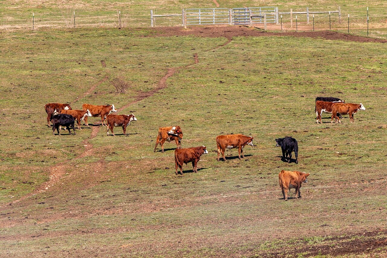 Cattle grazing in a well-managed pasture